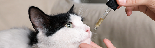 CBD Öl für Katzen