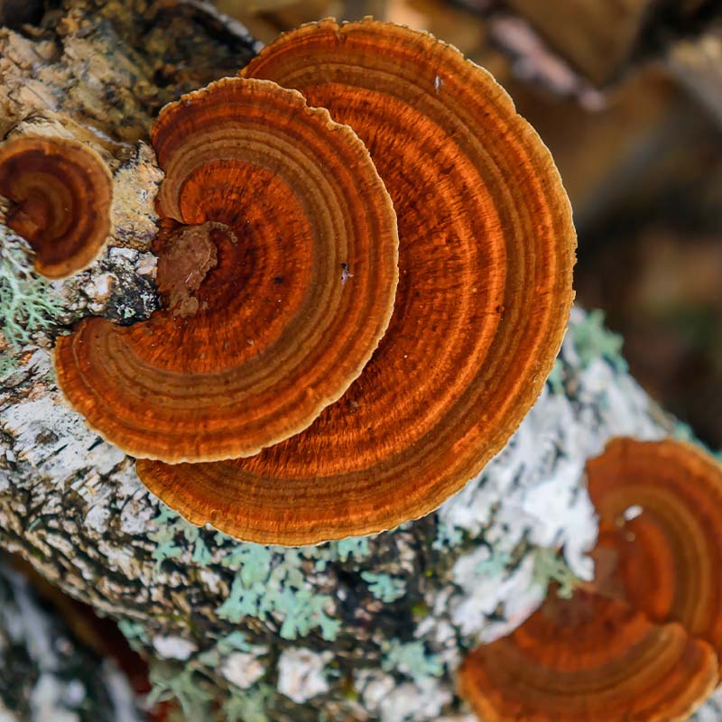 Chaga-Mushroom