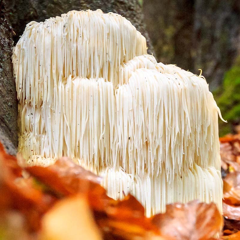 Lion's Mane