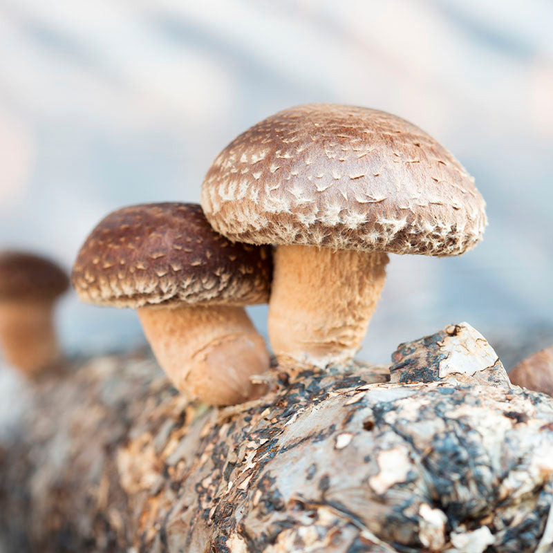 Shiitake-Mushroom