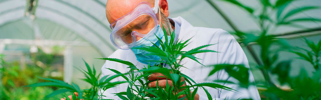 CBD in Deutschland: Markttrends im Jahr 2025