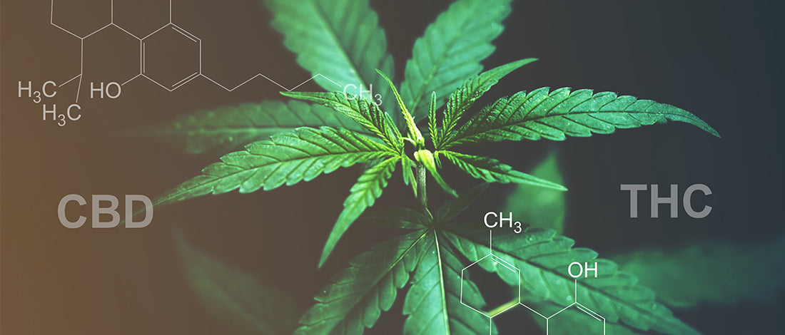 CBD vs THC – Der Unterschied zwischen den Bestandteilen von Cannabis